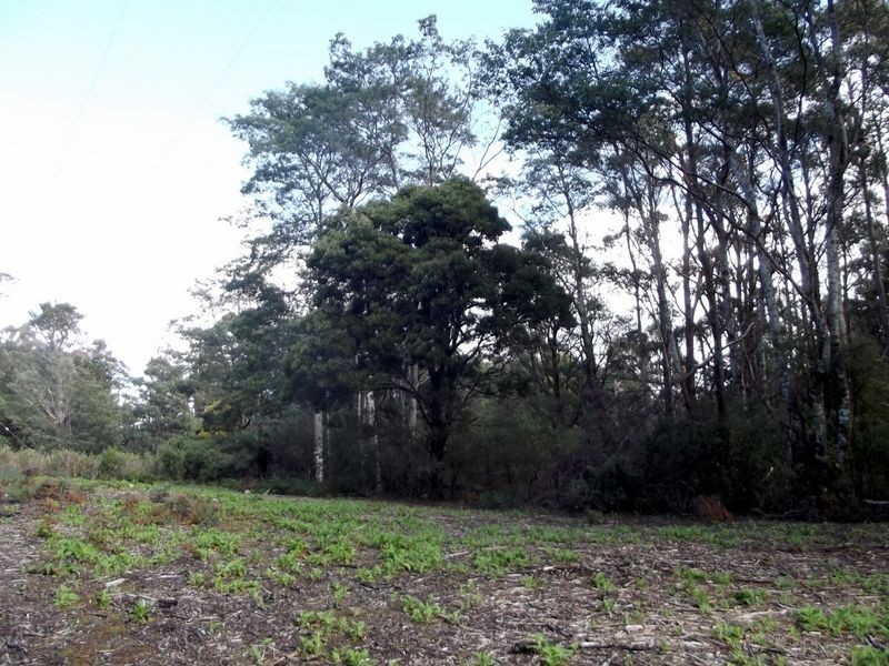 1062 Lottah Road, Lottah TAS 7216