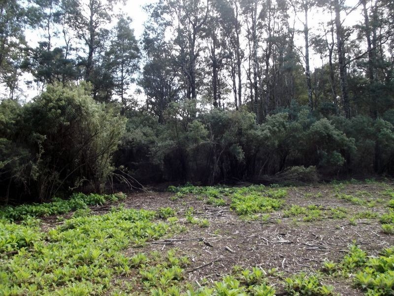 1062 Lottah Road, Lottah TAS 7216
