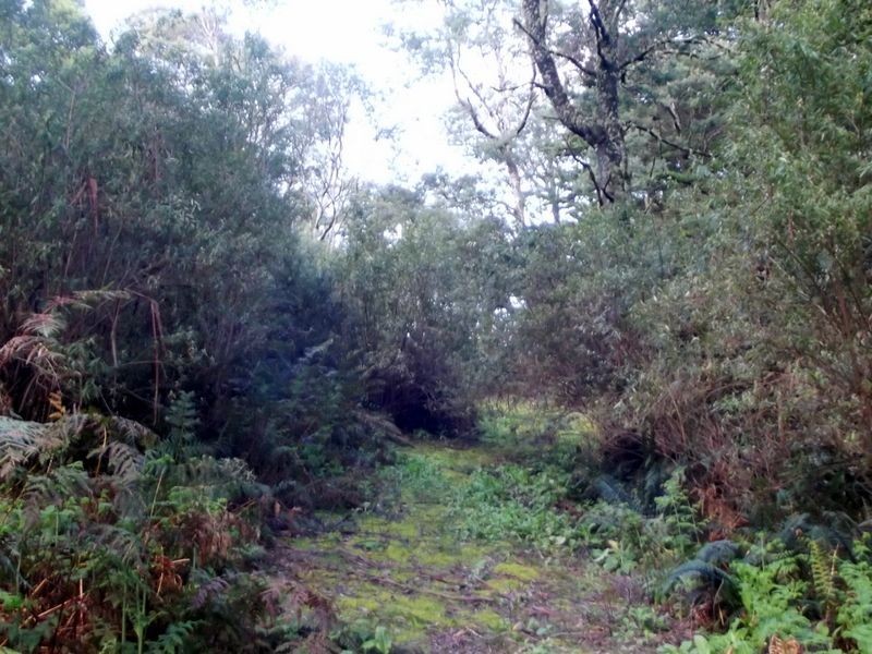 1062 Lottah Road, Lottah TAS 7216