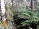 1062 Lottah Road, Lottah TAS 7216
