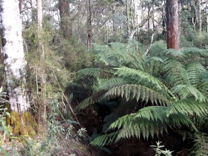 1062 Lottah Road, Lottah TAS 7216