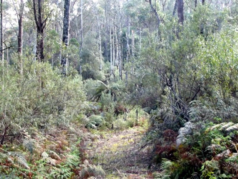 1062 Lottah Road, Lottah TAS 7216