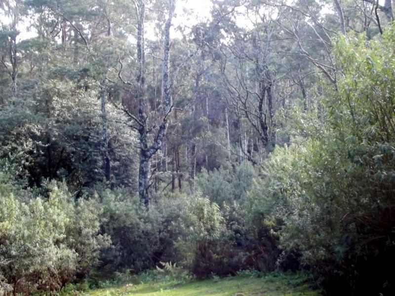 1062 Lottah Road, Lottah TAS 7216