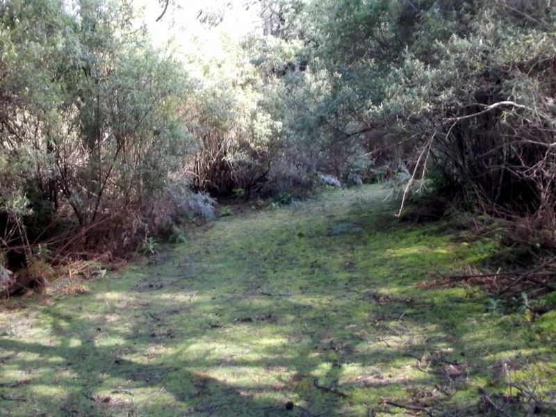 1062 Lottah Road, Lottah TAS 7216