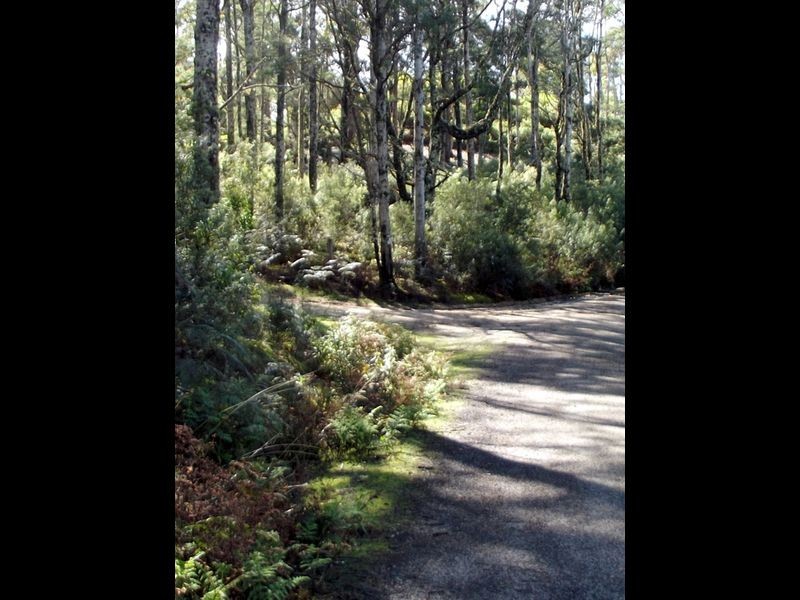 1062 Lottah Road, Lottah TAS 7216