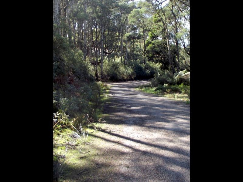 1062 Lottah Road, Lottah TAS 7216