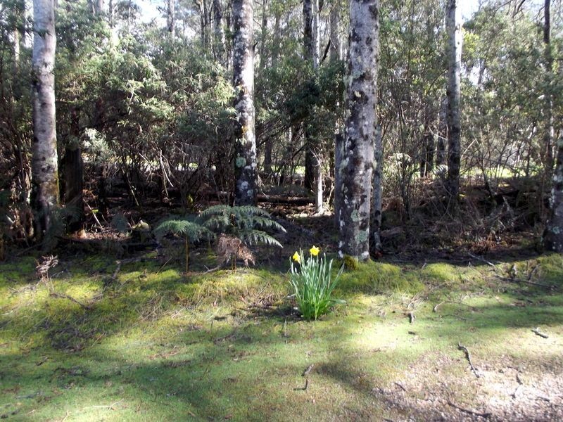 1062 Lottah Road, Lottah TAS 7216