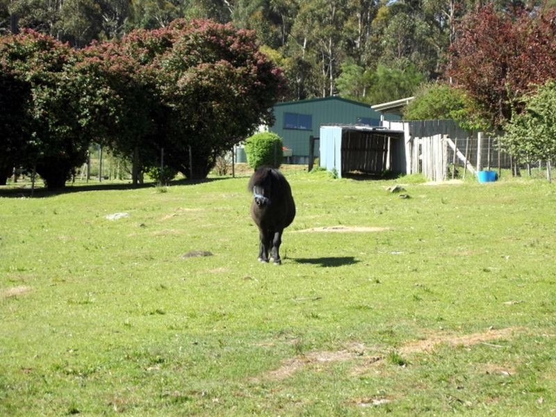 21 Lennox Street, Cornwall TAS 7215