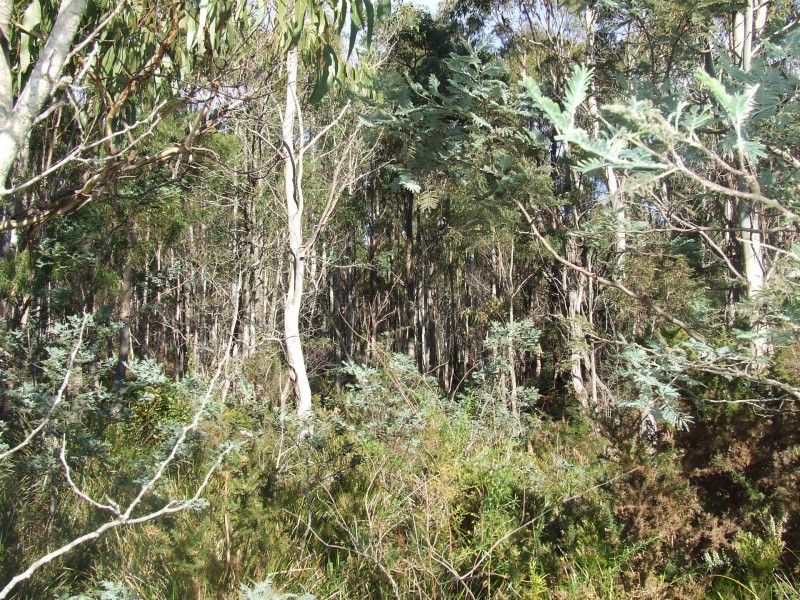 1 Irishtown Road, St Marys TAS 7215