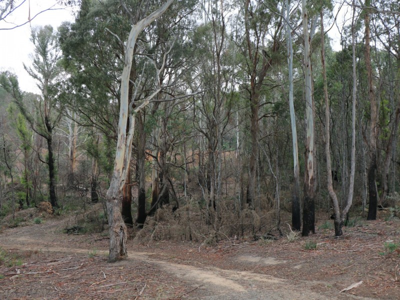 Lot 1 Gardiners Creek Road, St Marys TAS 7215