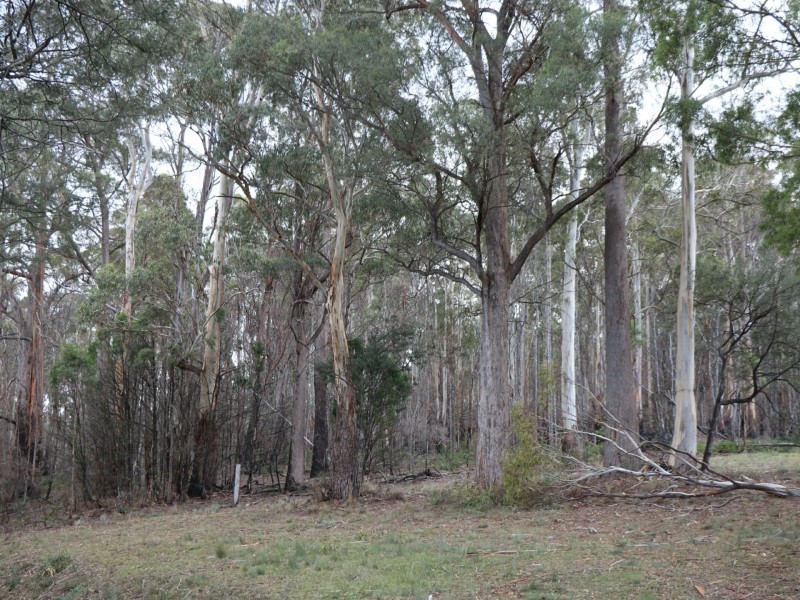 Lot 1 Gardiners Creek Road, St Marys TAS 7215
