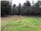 PID 641602 Mangana Street, Mathinna TAS 7214