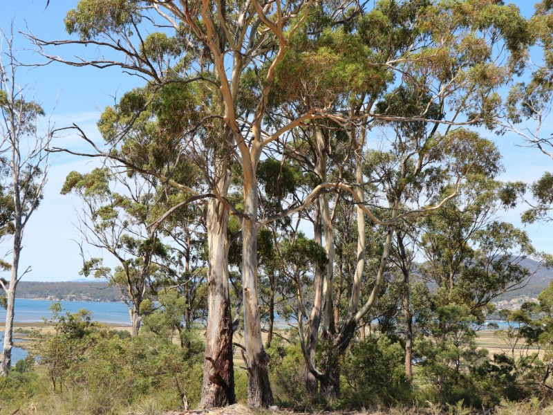 205 Binalong Bay Road, St Helens TAS 7216