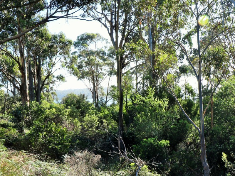 24419 Tasman Highway, St Helens TAS 7216