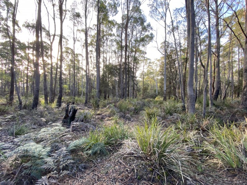 449 Elephant Pass Road, Gray TAS 7215