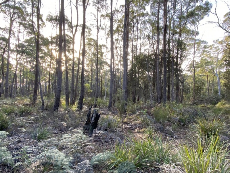 449 Elephant Pass Road, Gray TAS 7215