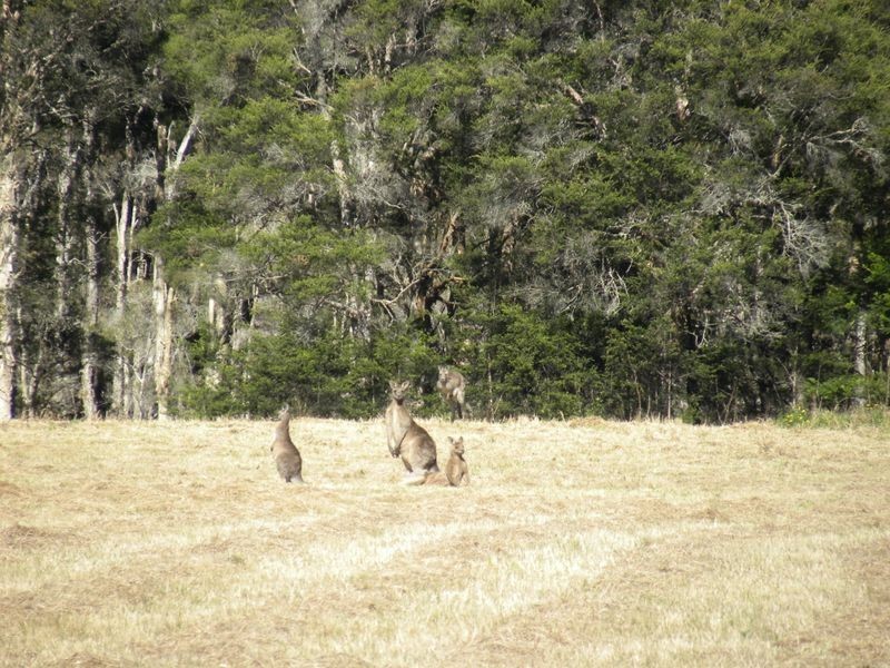 1507 Mandalong Road, Dooralong NSW 2259