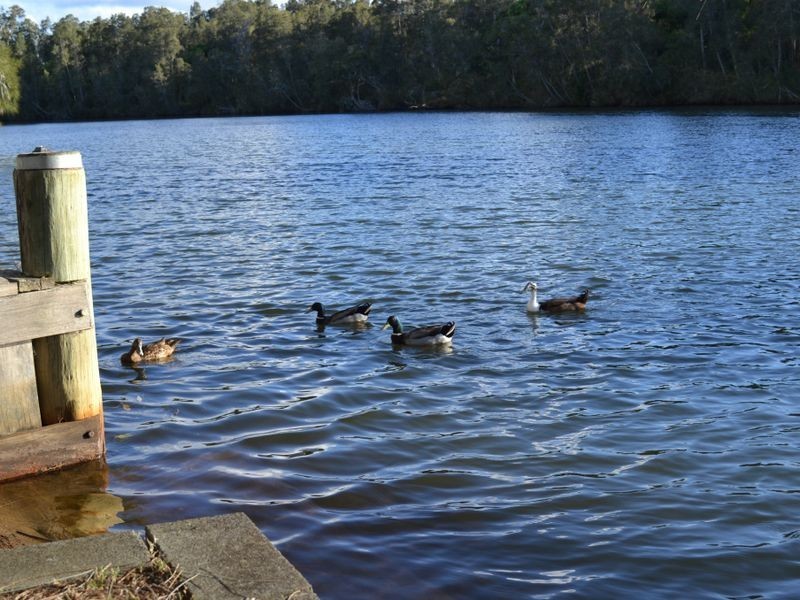 51 Boyce Avenue, Wyong NSW 2259