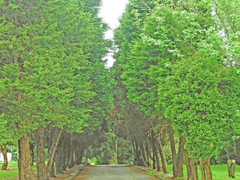 121 Euloo Road, Peats Ridge NSW 2250