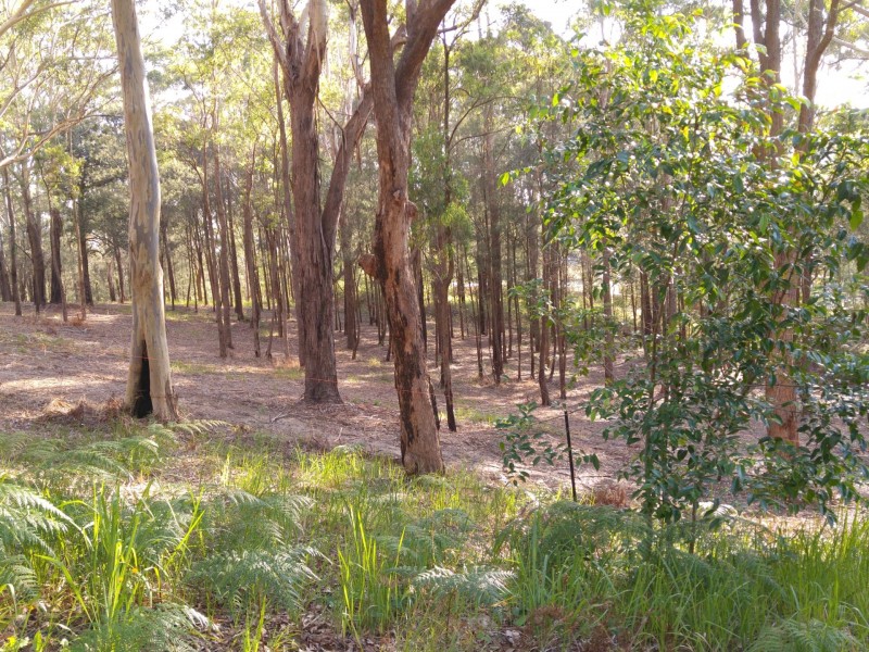 44 Marana Road, Springfield NSW 2250