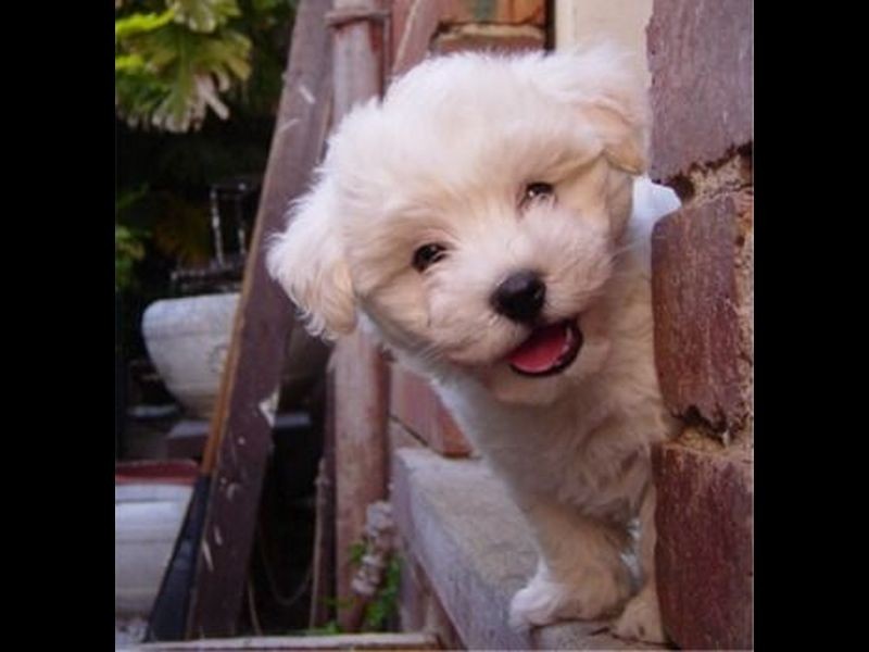 Maroochydore QLD 4558