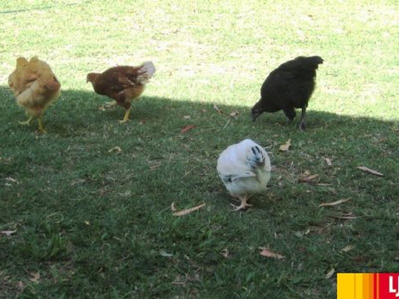 97 Kippen Drive, Mackay QLD 4740