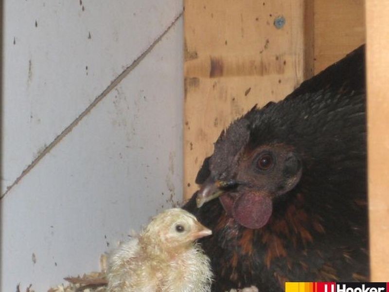 97 Kippen Drive, Mackay QLD 4740