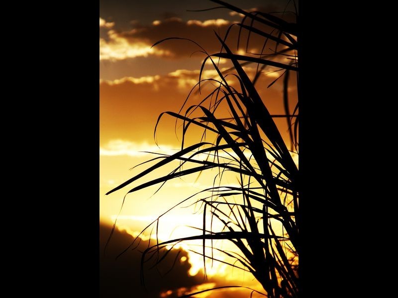 404 Homebush Road (Lot 5 Maus Rd), Homebush QLD 4740