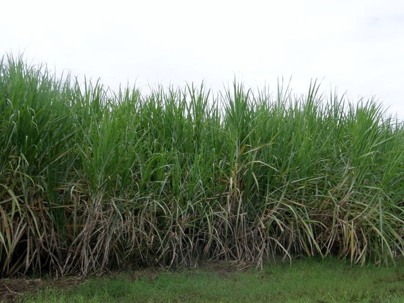 404 Homebush Road (Lot 5 Maus Rd), Homebush QLD 4740