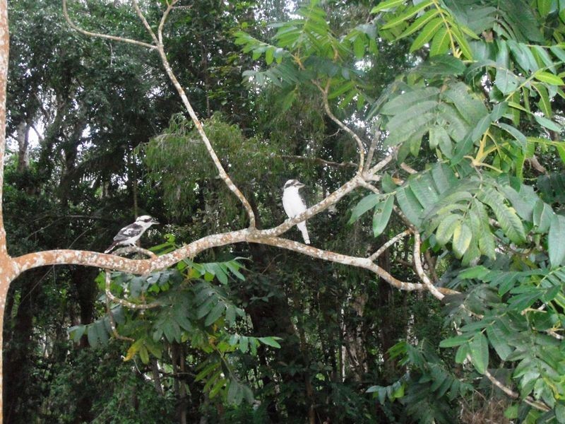 7 Ferngrove Lane, Andergrove QLD 4740