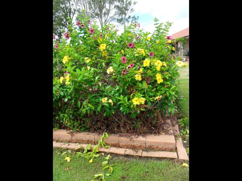 47 Madison Way, Tinana QLD 4650