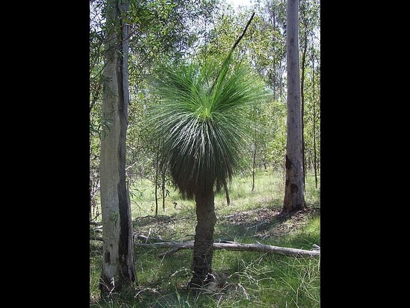 Lot 64 Gigoomgan Road, Brooweena QLD 4620