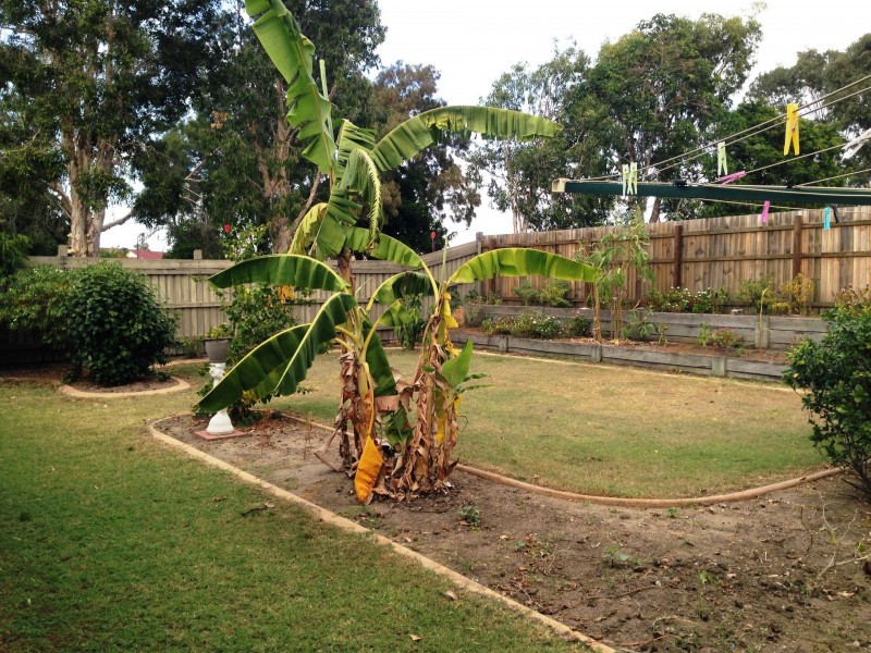 3 Moorrinya Cct, North Lakes QLD 4509