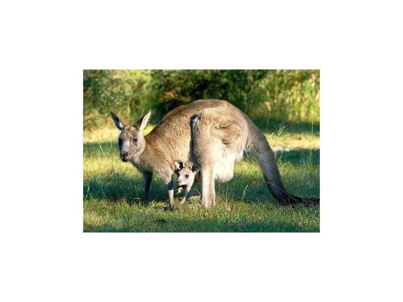 18 Silvereye Circuit “Gilston Green”, Gilston QLD 4211