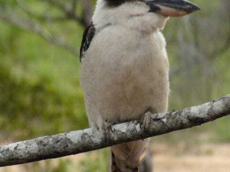 38 Silvereye Circuit, Gilston QLD 4211