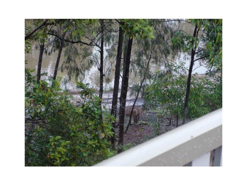 38 Silvereye Circuit, Gilston QLD 4211