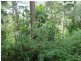201 Dugandan Street, Nerang QLD 4211