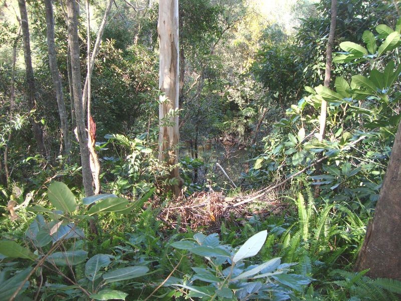 19 Hoban Court, Nerang QLD 4211