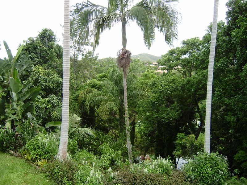 33 Bartlett Avenue, Nerang QLD 4211