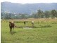 2269 Nerang Murwillimbah Road, Numinbah Valley QLD 4211