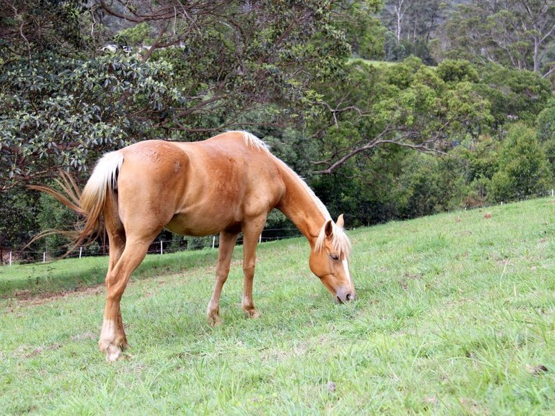 4 Bush Knoll Place, Mount Nathan QLD 4211