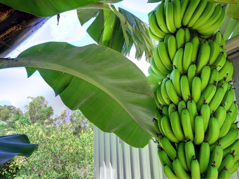 42 Centurion Crescent, Nerang QLD 4211