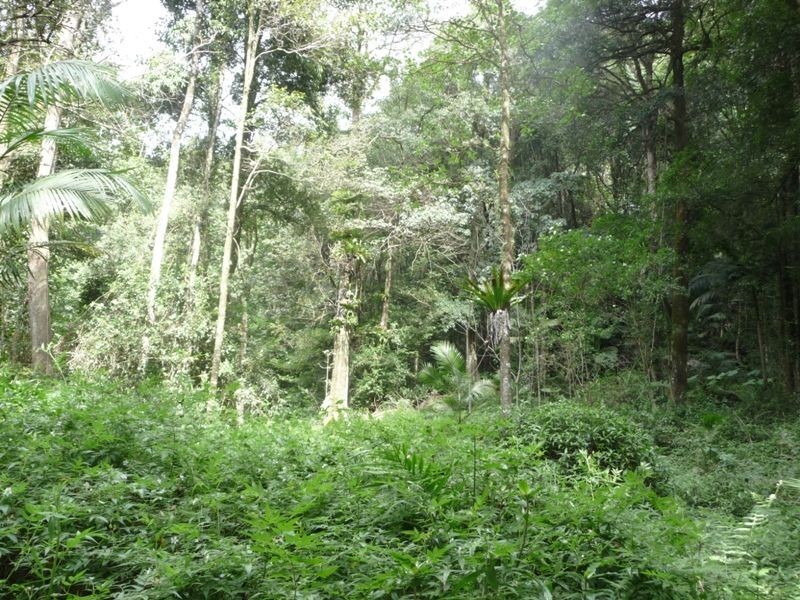 139 Bakers Road, Numinbah Valley QLD 4211