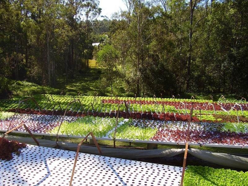 117 Lynwood Drive, Guanaba QLD 4210