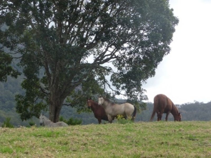 2851 Nerang-Murwillumbah Road, Numinbah Valley QLD 4211