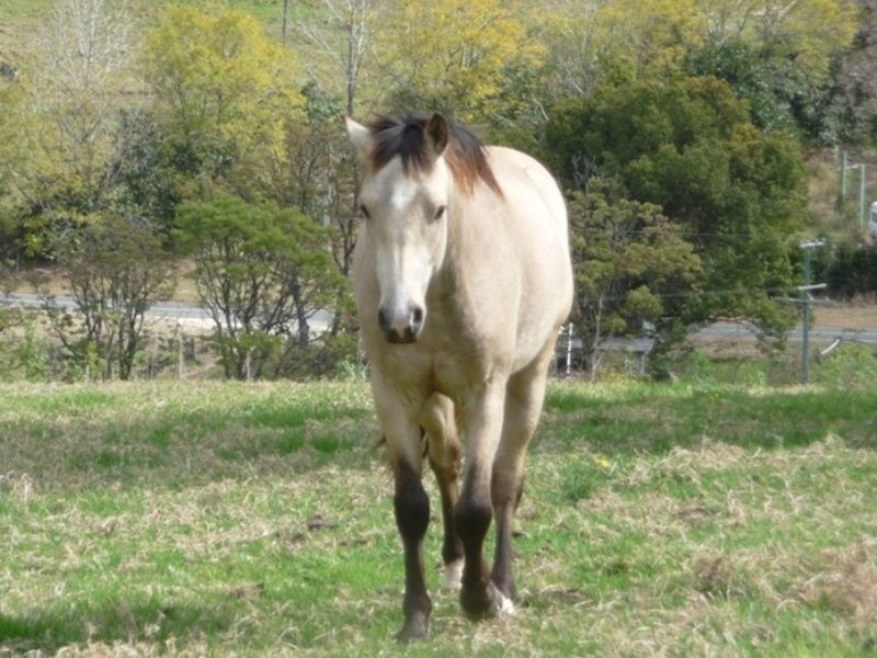 2851 Nerang-Murwillumbah Road, Numinbah Valley QLD 4211