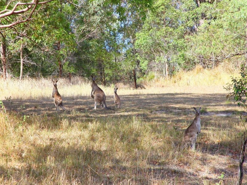 53 Longhill Road, Gilston QLD 4211