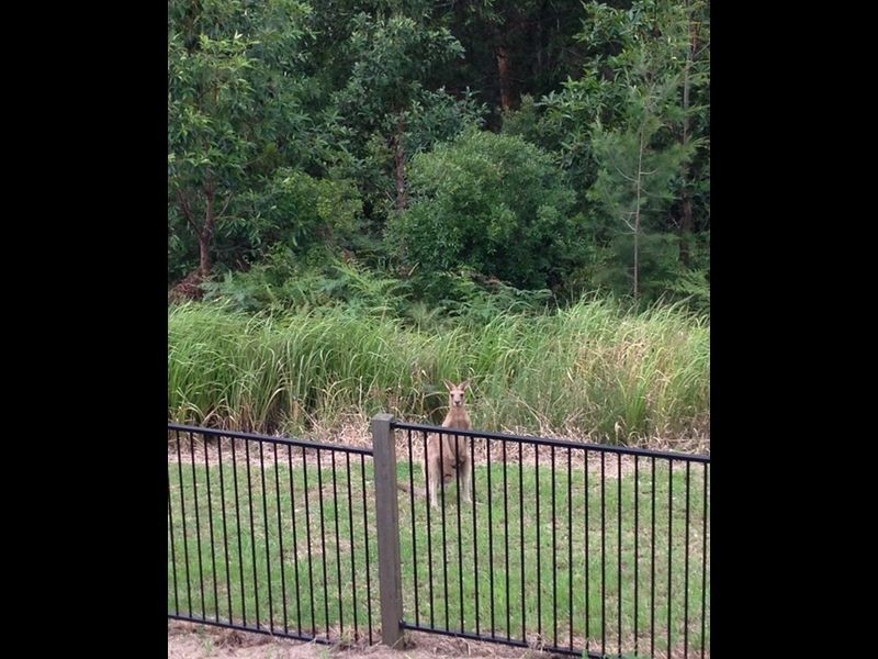 49 Jackaroo Crescent, Gilston QLD 4211