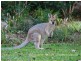 13 Waterfall Way, Tallai QLD 4213