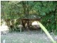 3033 Nerang-Murwillumbah Road, Natural Bridge QLD 4211